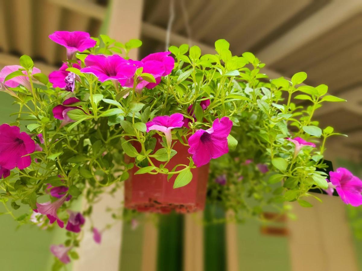 Bansoi 1 & Alley One Cafe Trang Εξωτερικό φωτογραφία